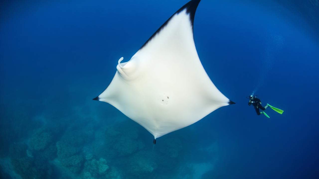 Oceanic manta ray swimming in Komodo Indonesia with scuba diver for scale